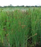 Schoenoplectus lacustris. Цветущие растения. Ленинградская обл., Ломоносовский р-н, окр. пос. Большая Ижора, побережье Финского залива, край песчаного пляжа. 03.07.2016.