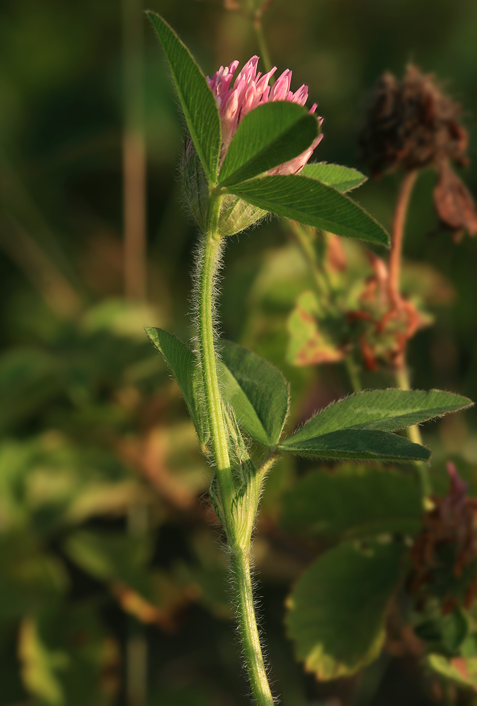 Изображение особи Trifolium pratense.