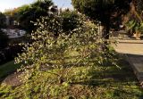 Lonicera fragrantissima