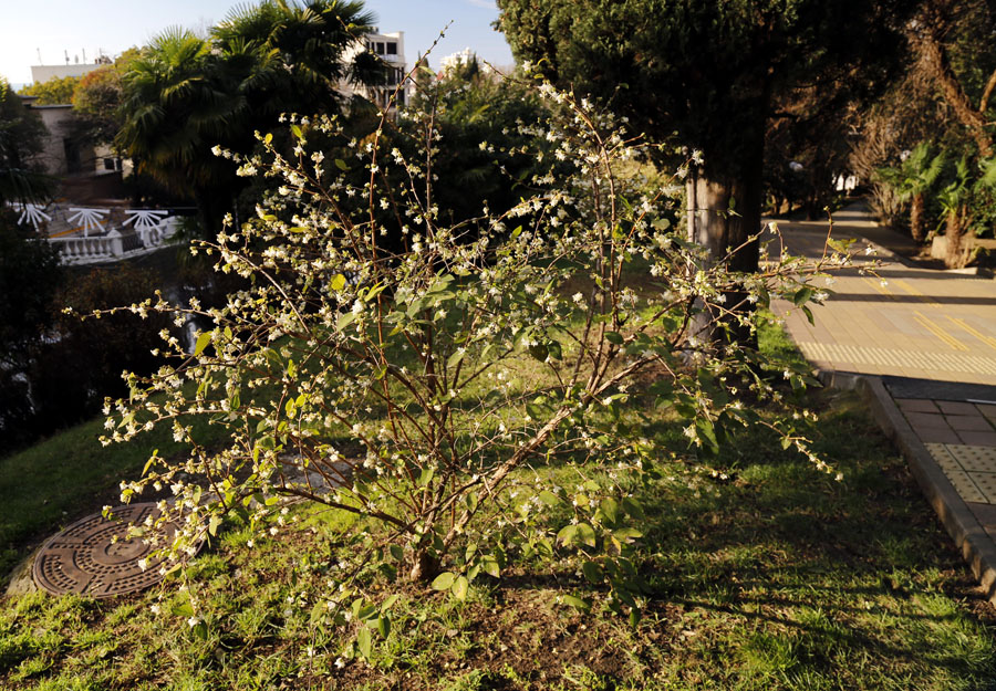 Image of Lonicera fragrantissima specimen.