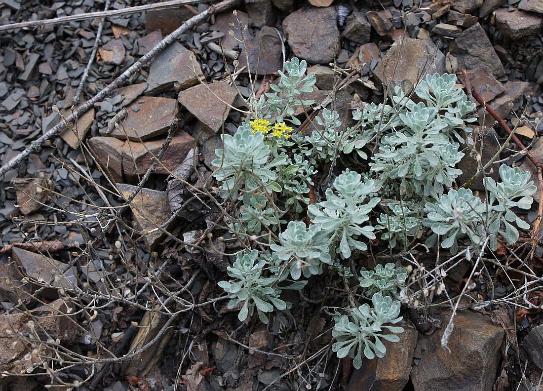 Image of Odontarrhena obtusifolia specimen.