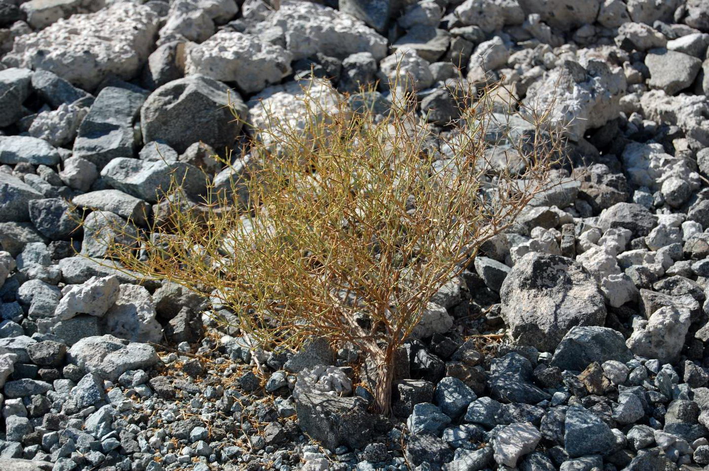 Image of genus Fagonia specimen.