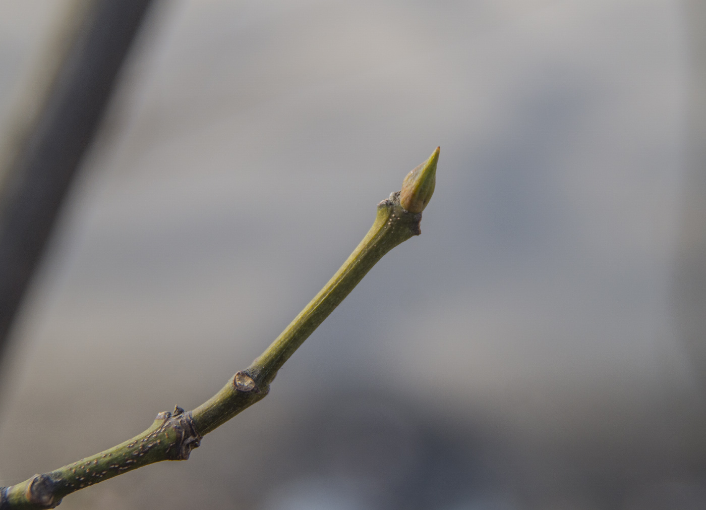 Image of Staphylea pinnata specimen.