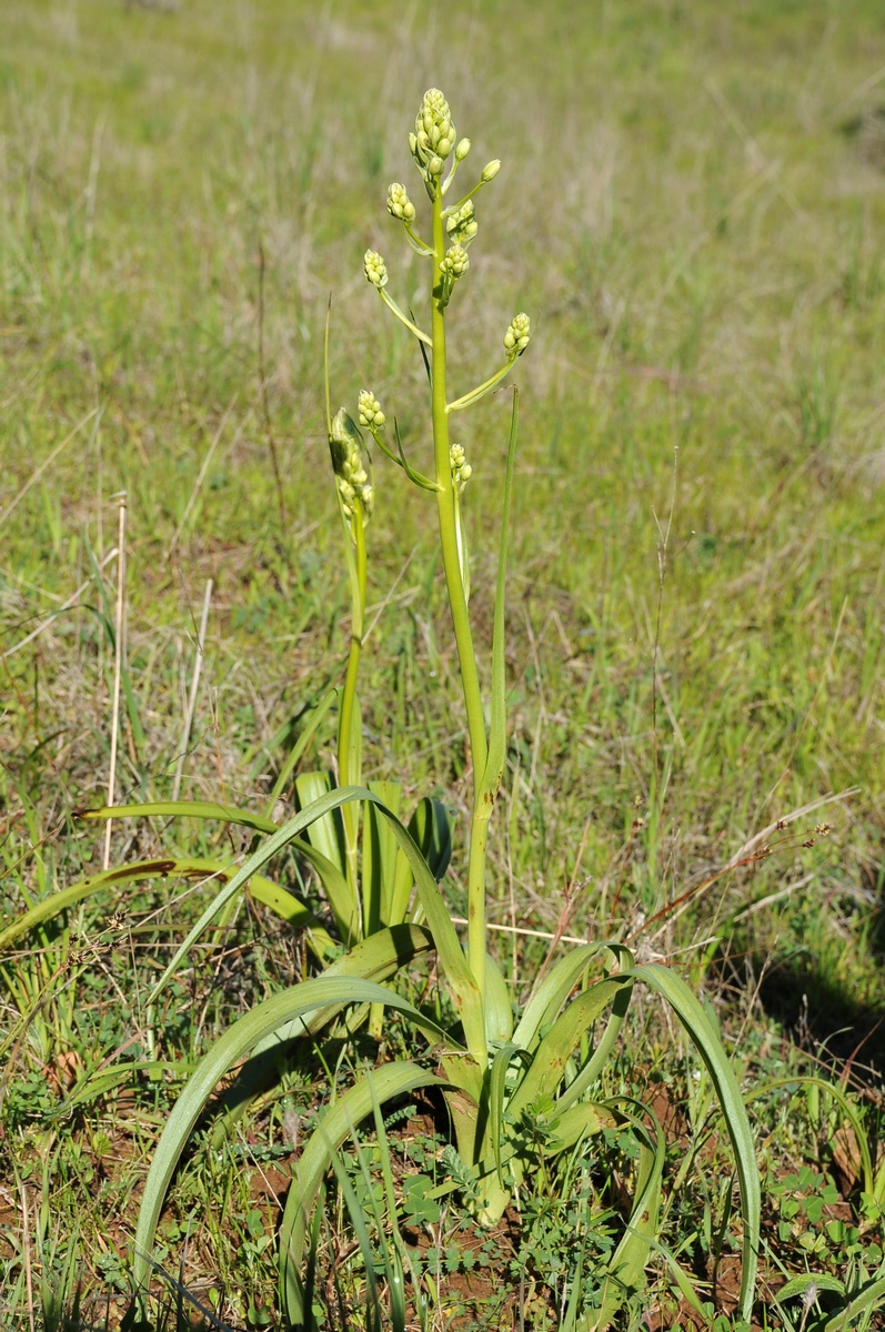 Изображение особи Zigadenus fremontii.