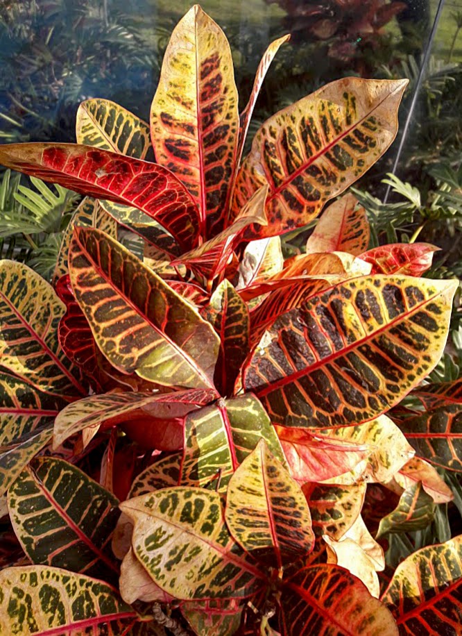 Image of Codiaeum variegatum specimen.