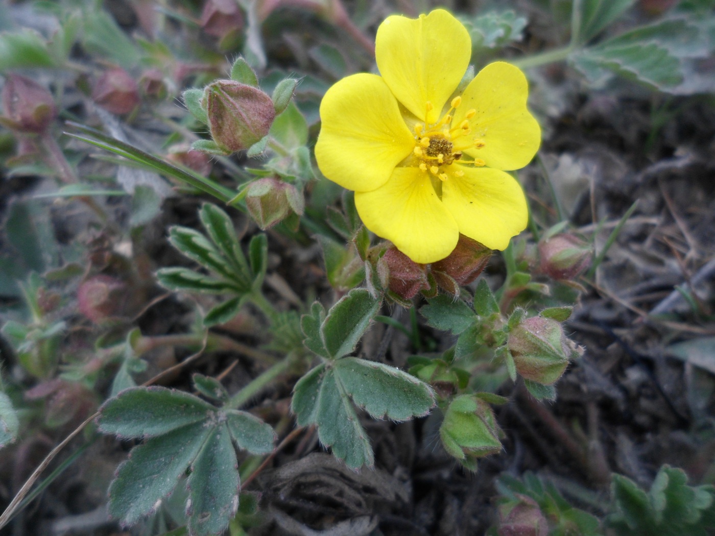 Изображение особи Potentilla incana.