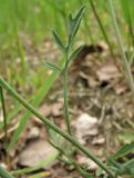 Coincya monensis подвид cheiranthos. Часть побега со стеблевым листом. Нидерланды, провинция Gelderland, община Wijchen, обочина грунтовой дороги в посевах озимой ржи. 12 июня 2010 г.