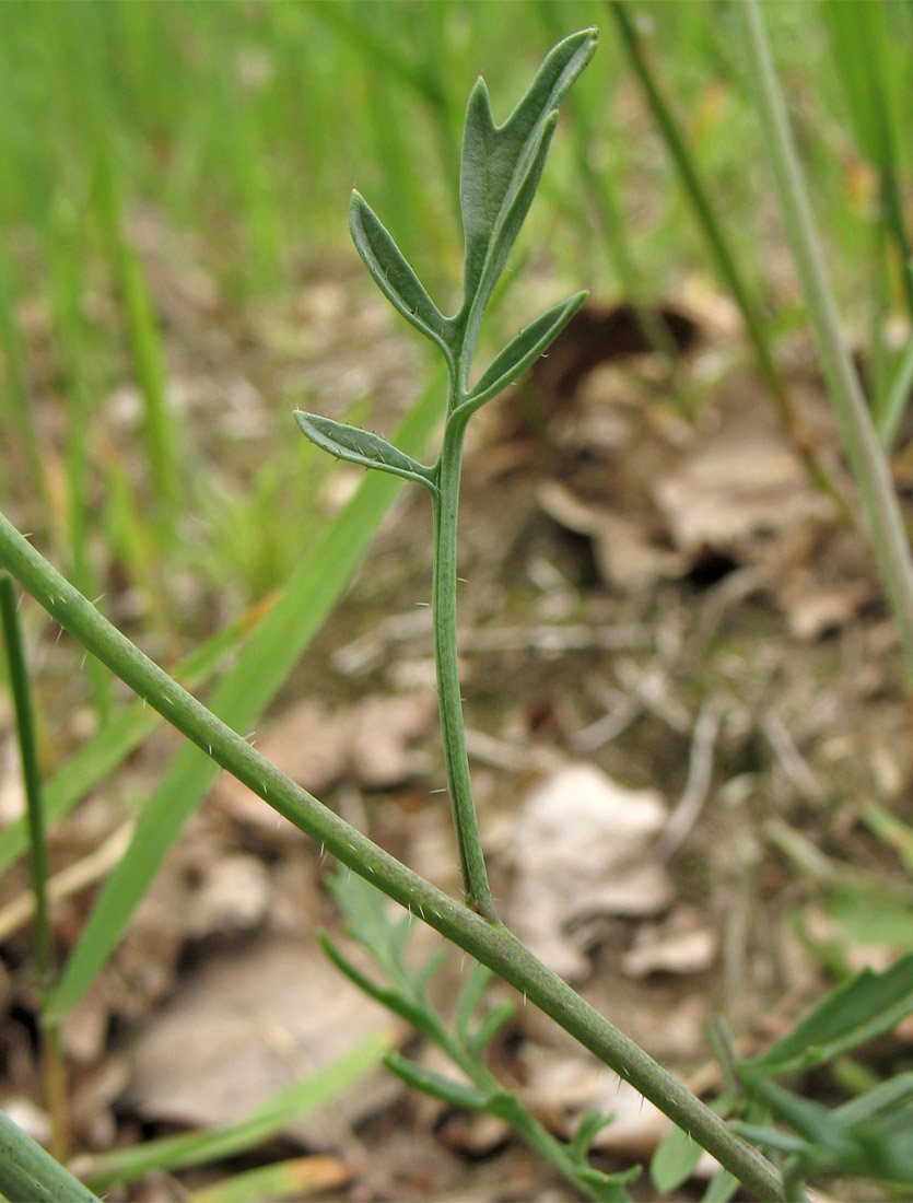 Image of Coincya monensis ssp. cheiranthos specimen.