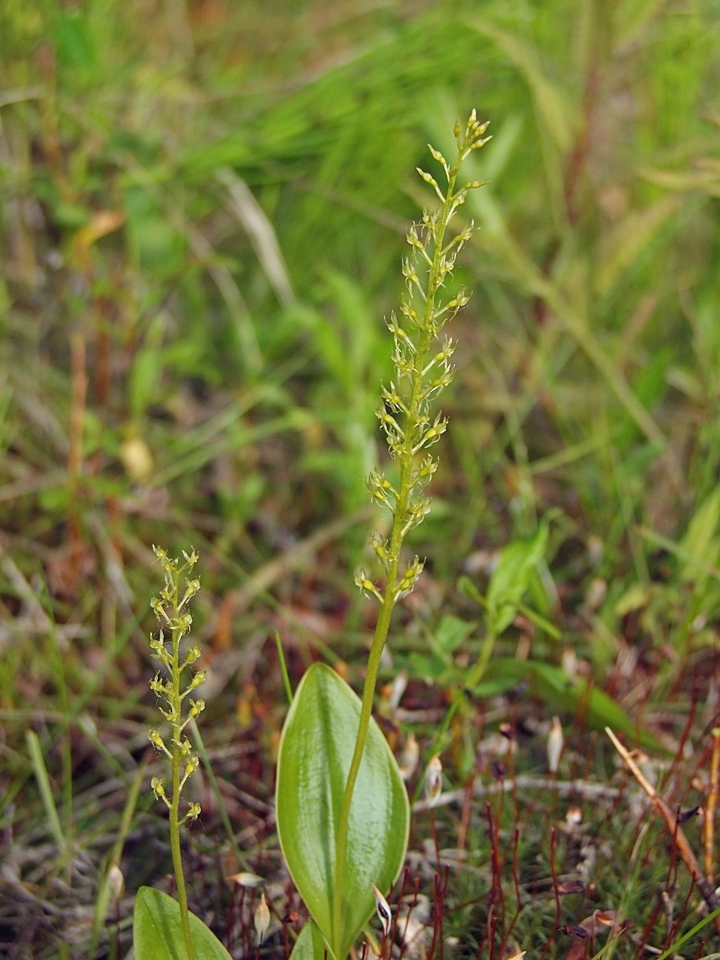 Image of Malaxis monophyllos specimen.