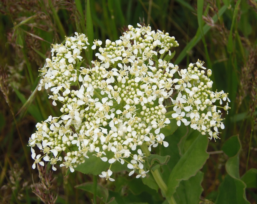 Image of Cardaria draba specimen.