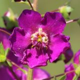 Verbascum phoeniceum