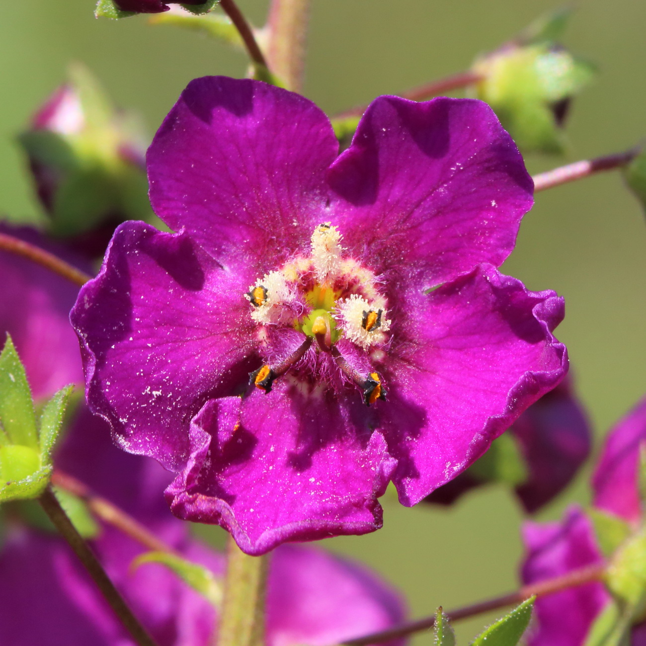 Image of Verbascum phoeniceum specimen.