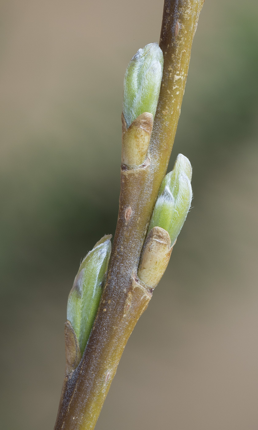 Изображение особи Salix viminalis.