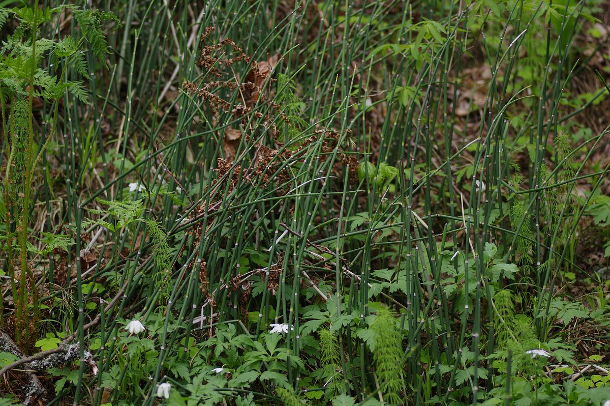 Изображение особи Equisetum hyemale.