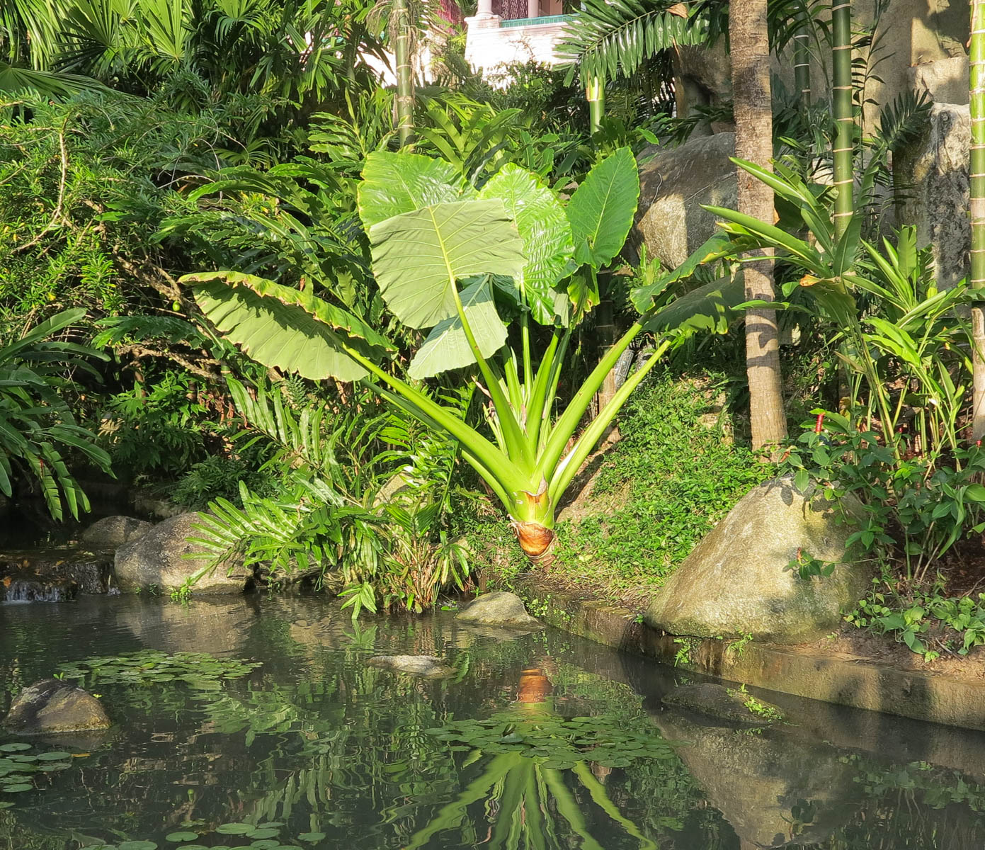 Image of Alocasia macrorrhizos specimen.