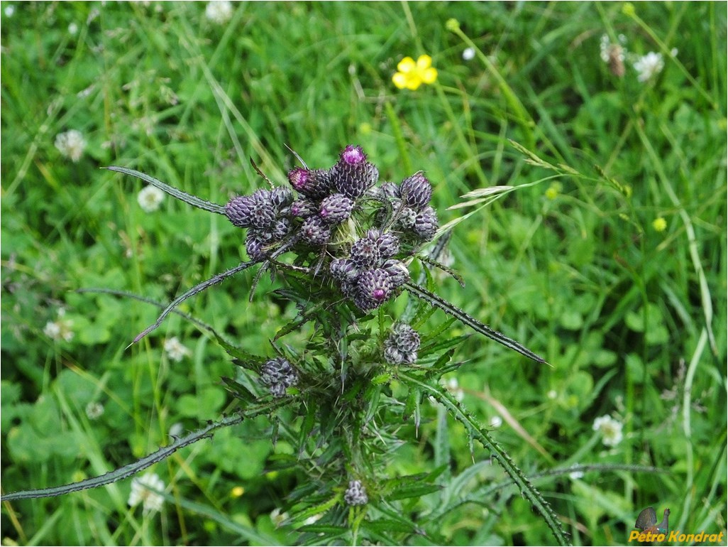 Изображение особи Cirsium palustre.