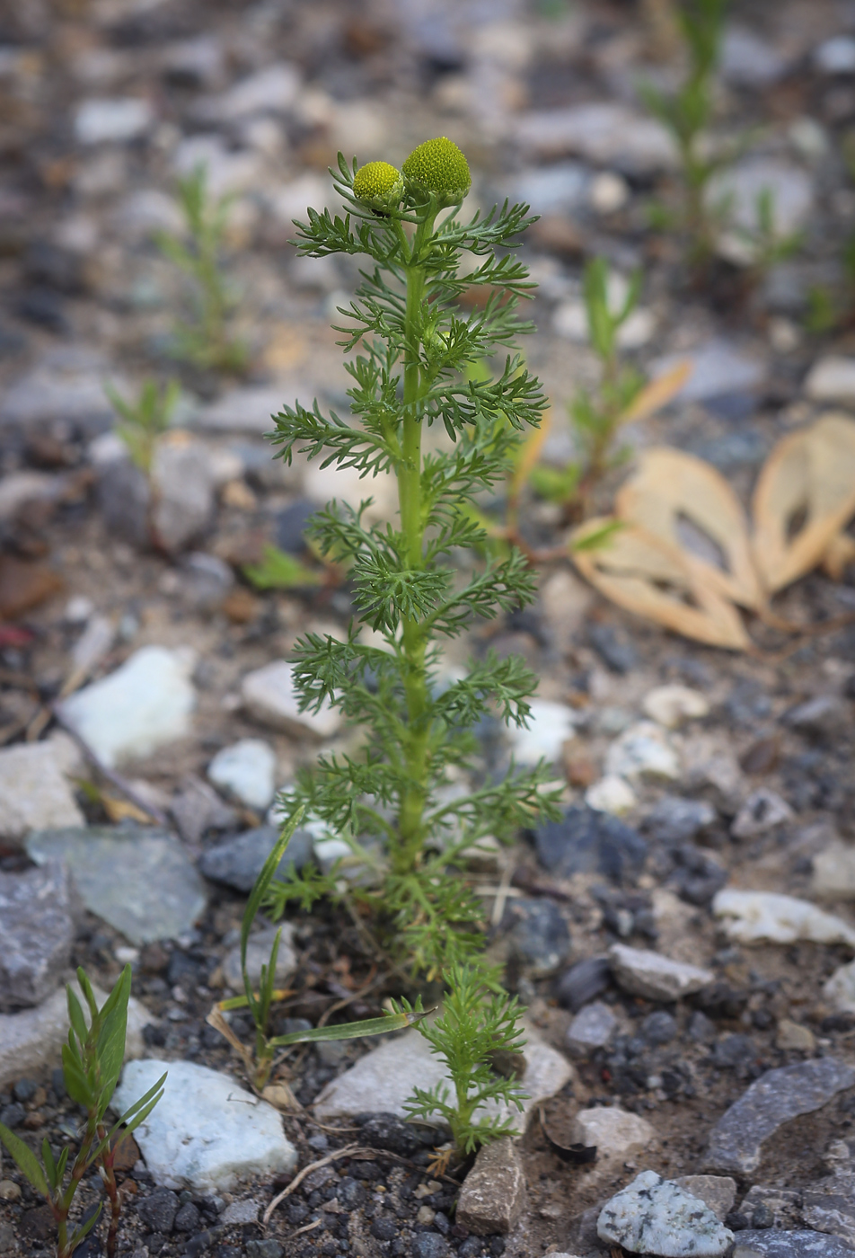 Image of Matricaria discoidea specimen.