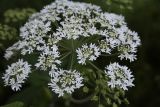 Heracleum lanatum