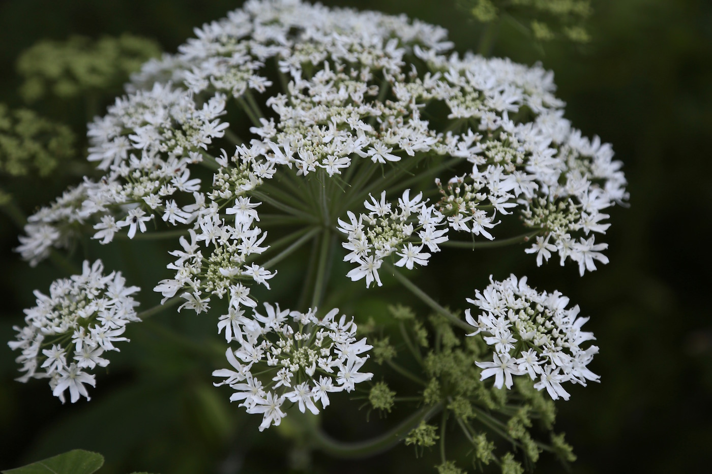 Изображение особи Heracleum lanatum.