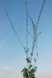 Agrimonia eupatoria