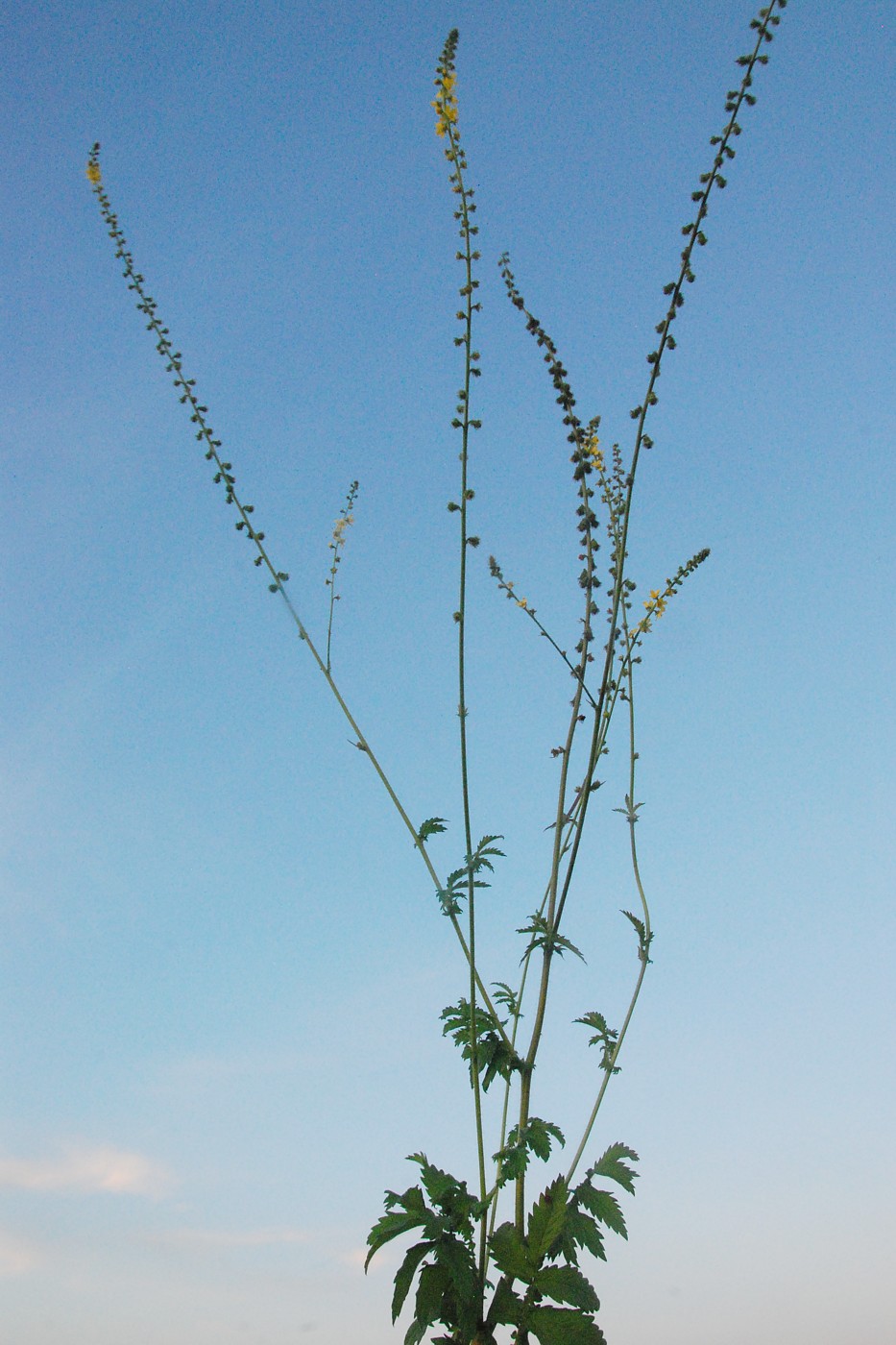 Image of Agrimonia eupatoria specimen.