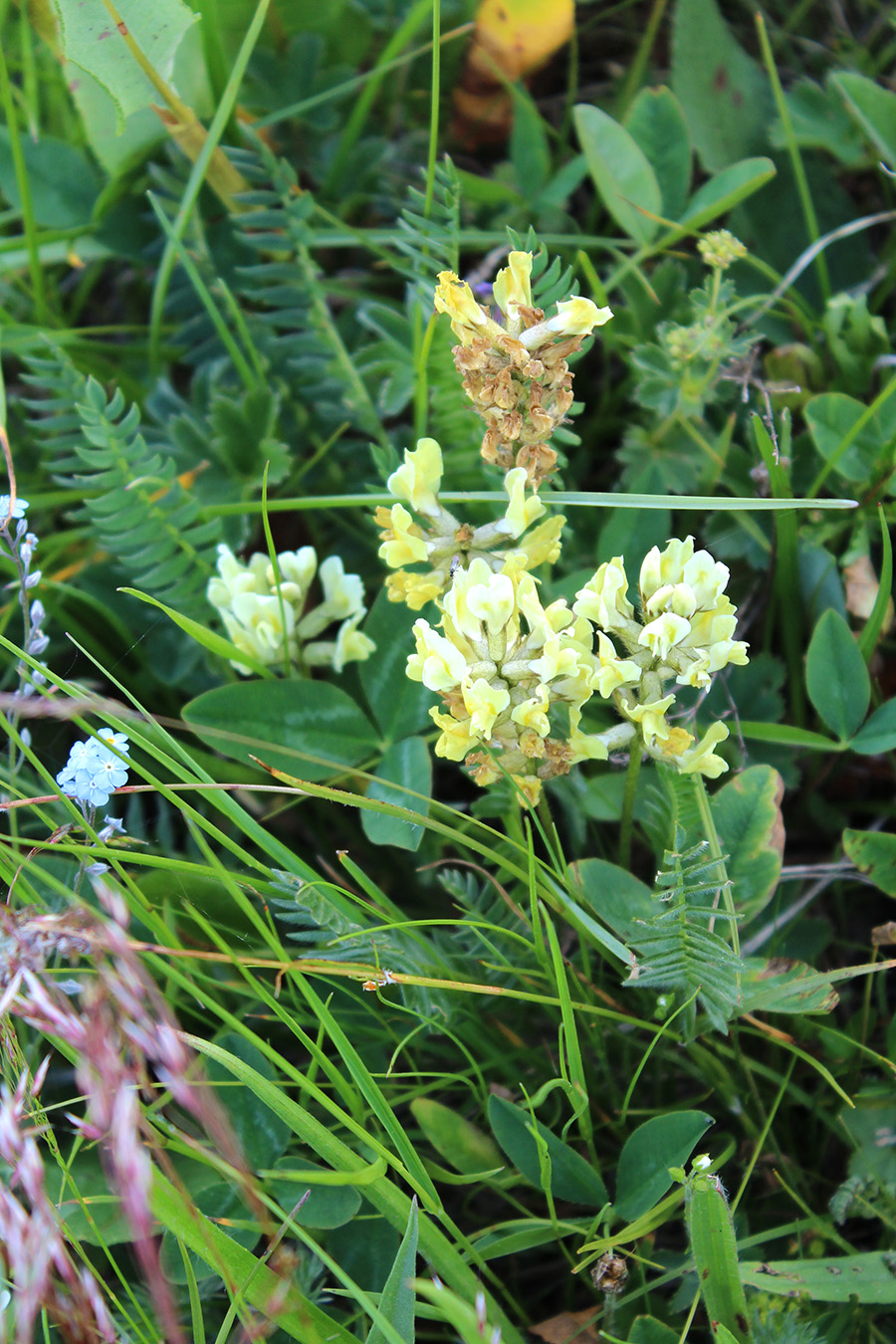 Image of Oxytropis kubanensis specimen.