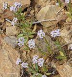 Valerianella pumila