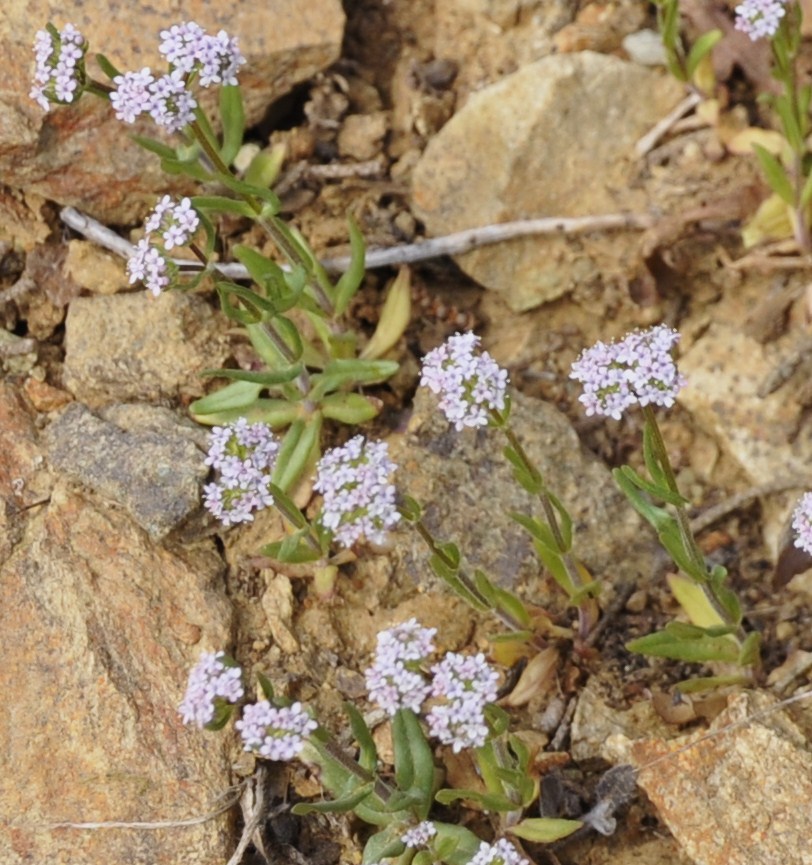 Изображение особи Valerianella pumila.