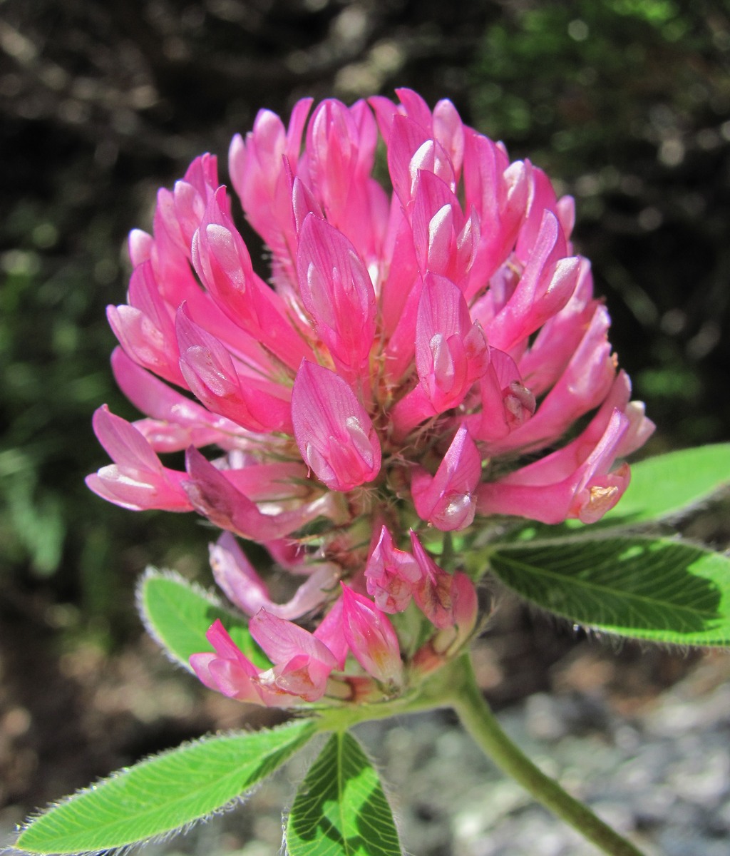 Image of Trifolium medium specimen.