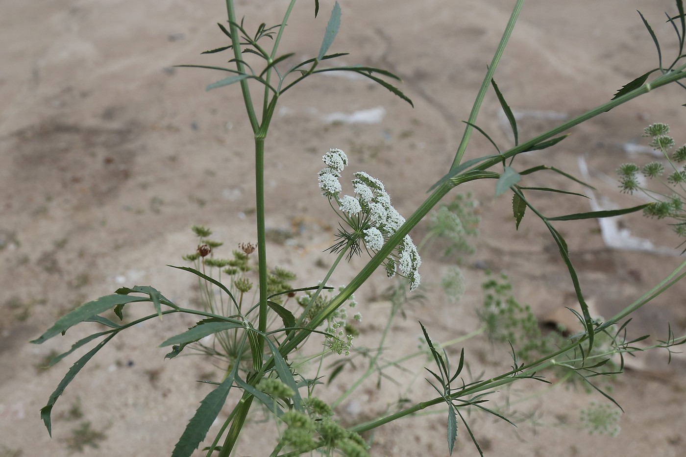 Изображение особи Ammi majus.