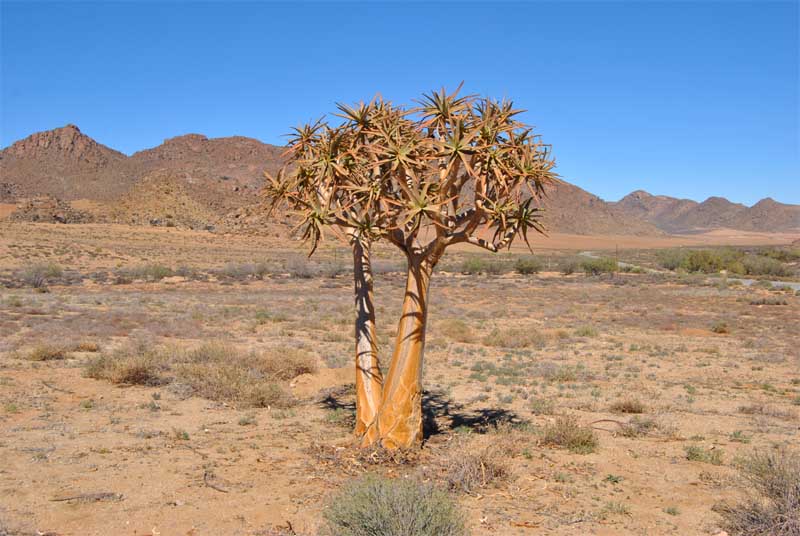 Image of Aloidendron dichotomum specimen.