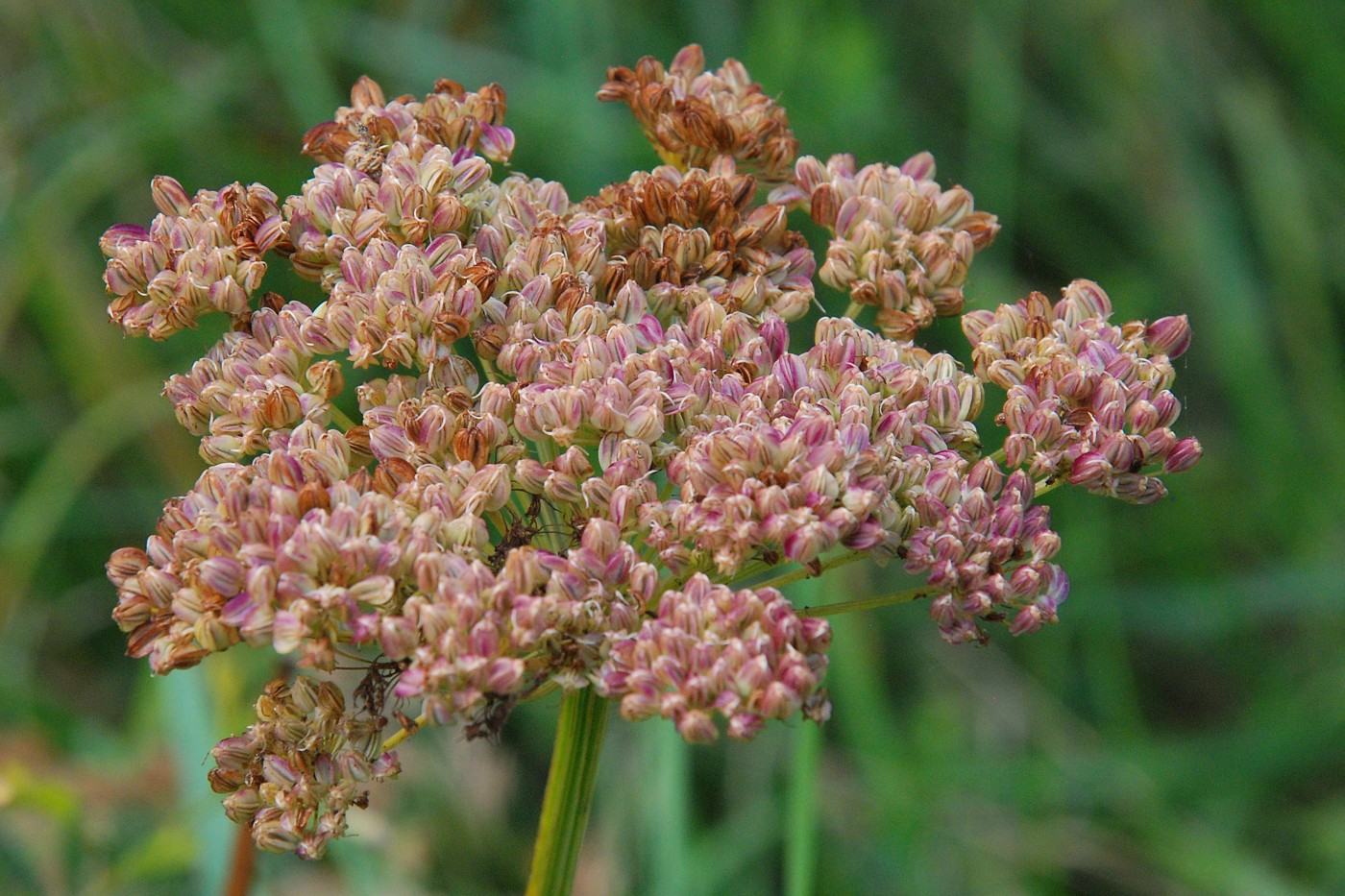 Изображение особи Selinum carvifolia.