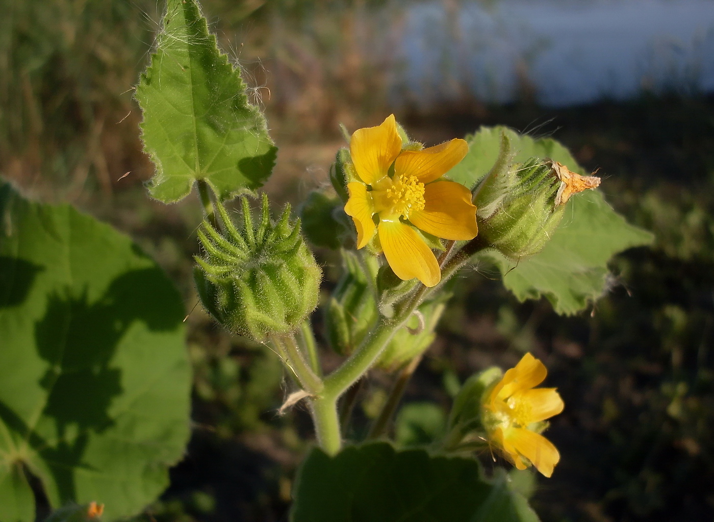 Image of Abutilon theophrasti specimen.