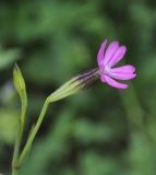 Silene tenuiflora