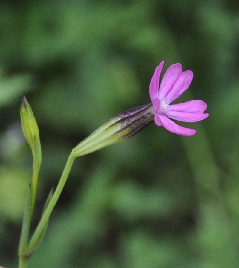 Image of Silene tenuiflora specimen.