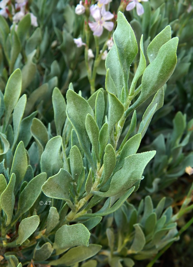 Image of Limoniastrum monopetalum specimen.