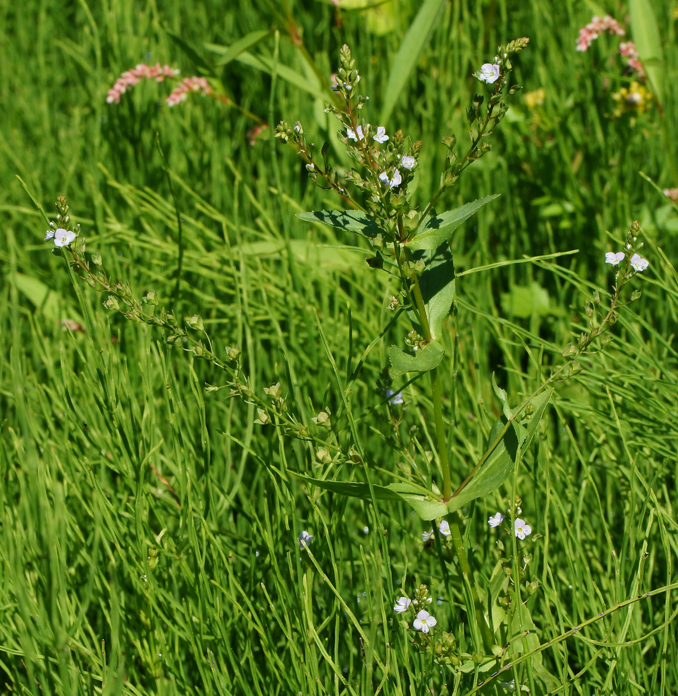 Image of Veronica anagallis-aquatica specimen.