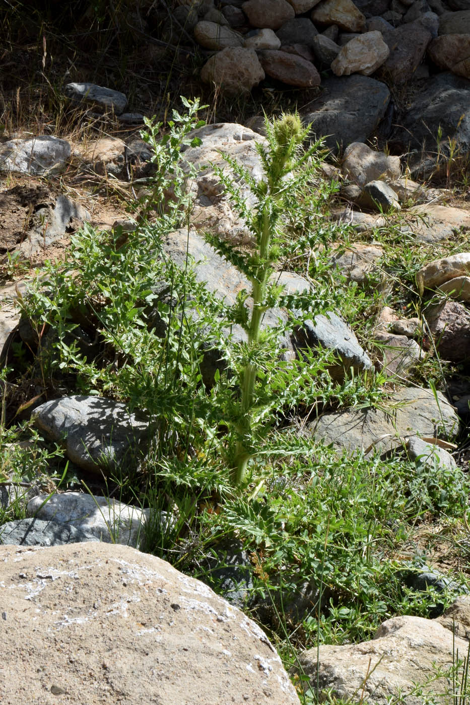 Изображение особи род Cirsium.