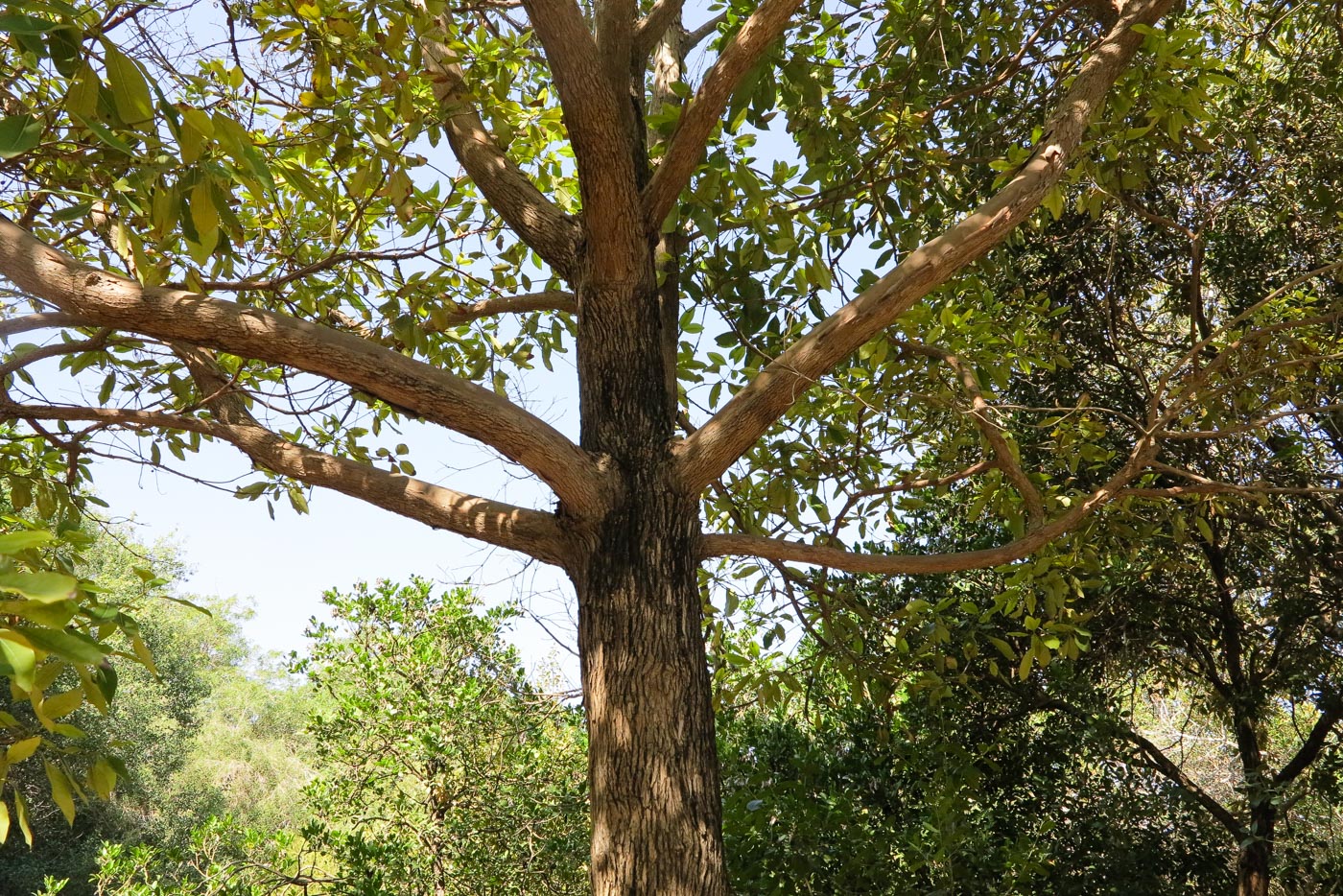 Image of Lophostemon confertus specimen.