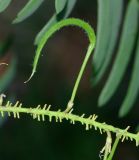 Prosopis juliflora