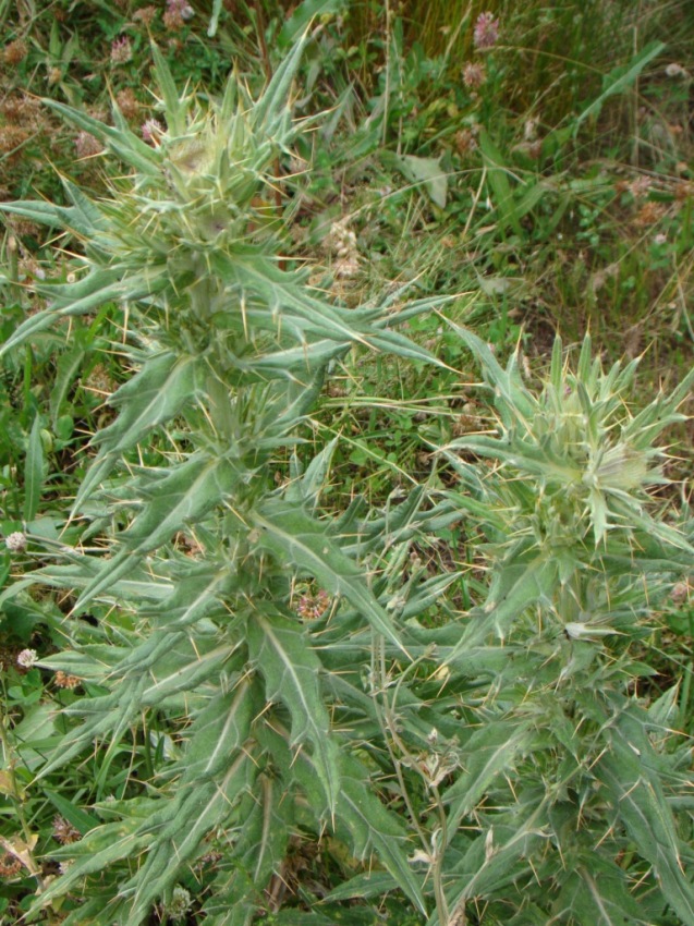 Изображение особи род Cirsium.