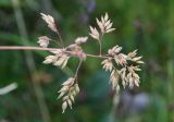 genus Poa