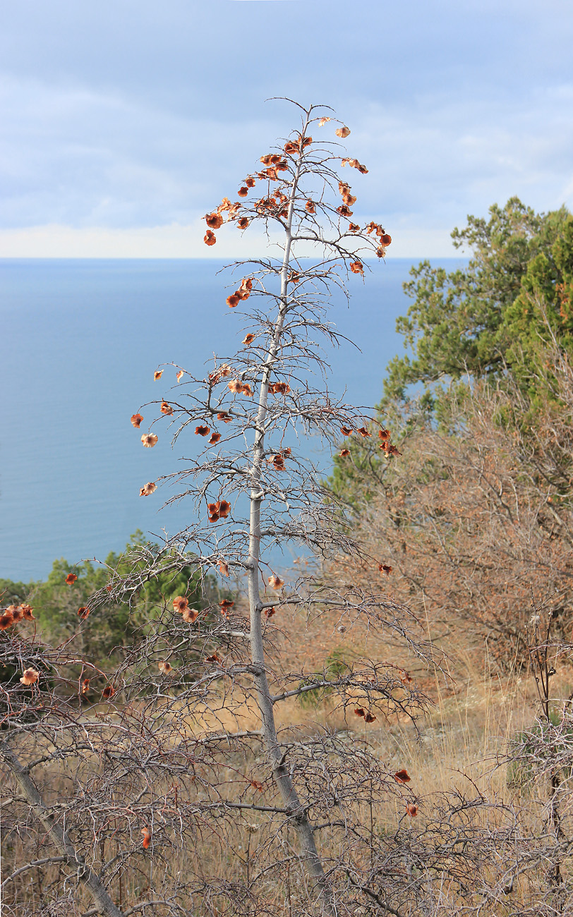 Image of Paliurus spina-christi specimen.