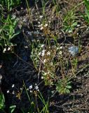 Androsace lactiflora