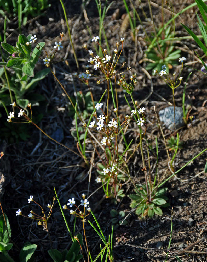 Image of Androsace lactiflora specimen.