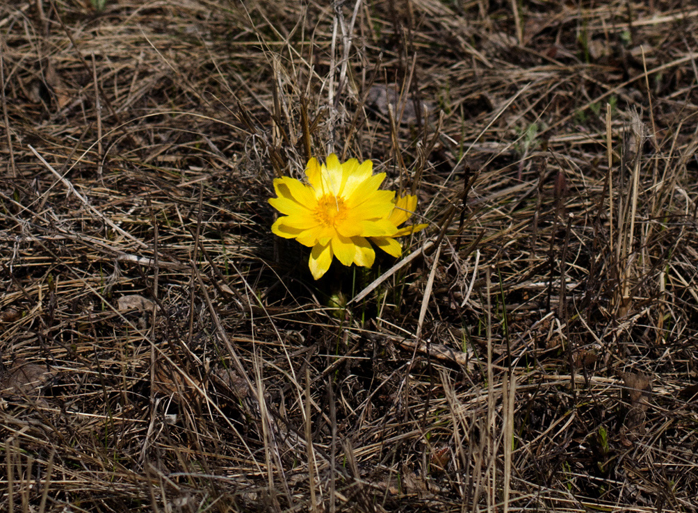 Image of Adonis volgensis specimen.