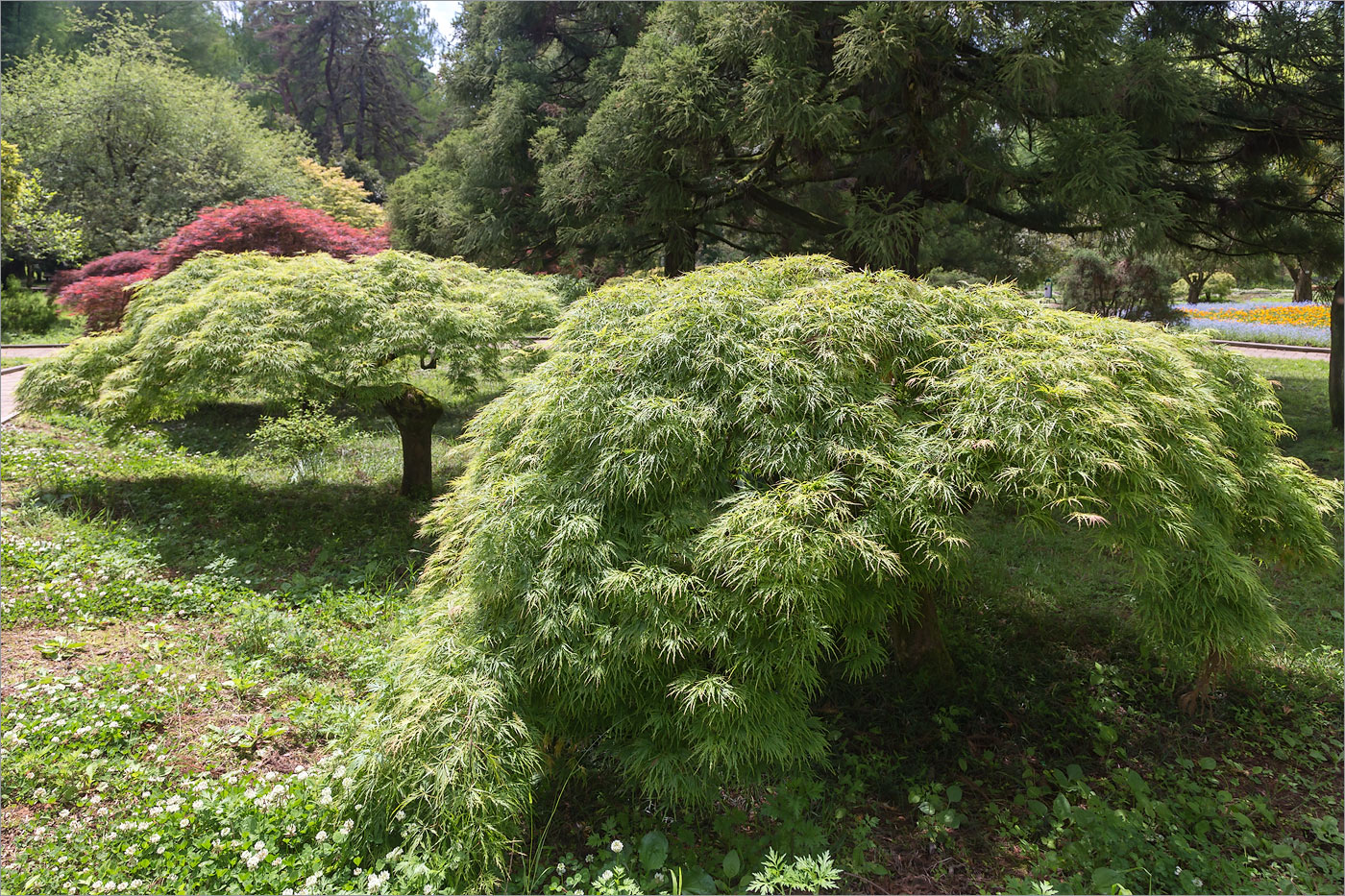 Изображение особи Acer palmatum.