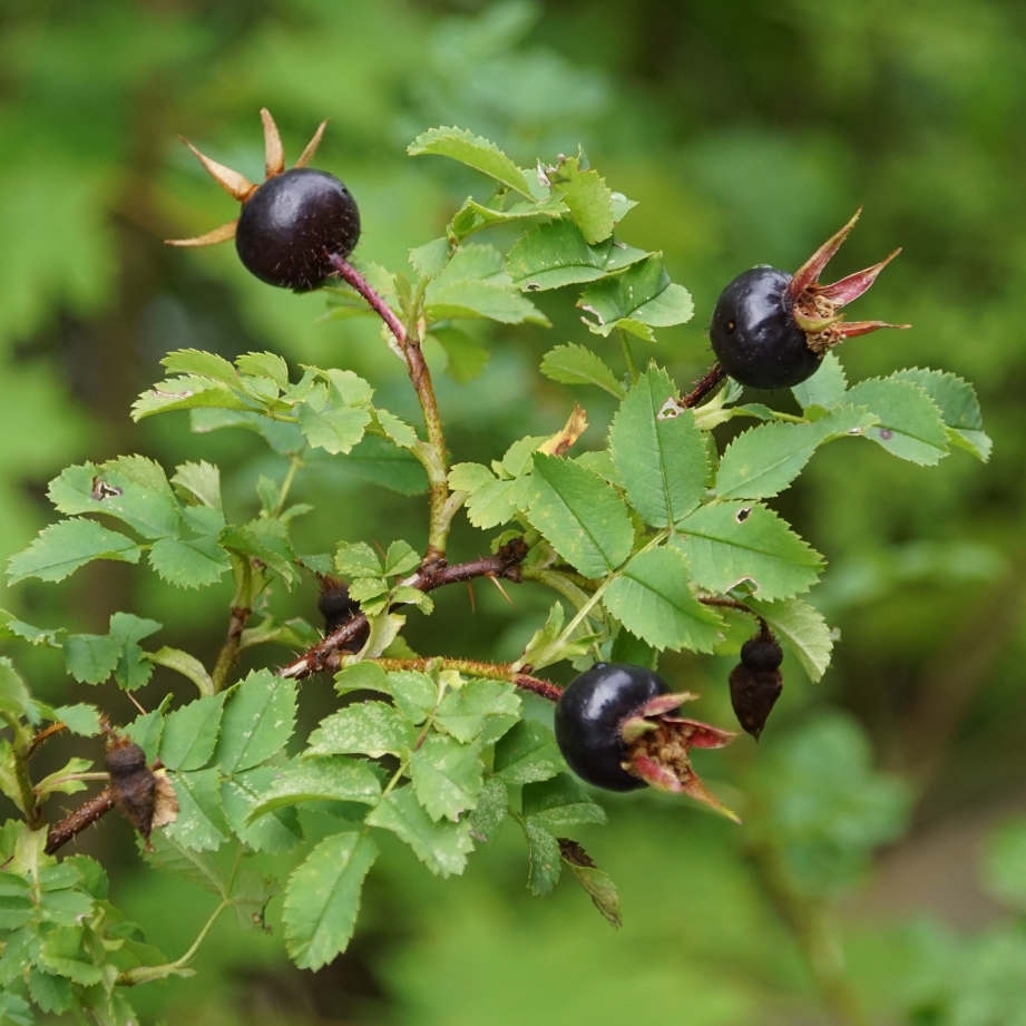 Image of Rosa spinosissima specimen.