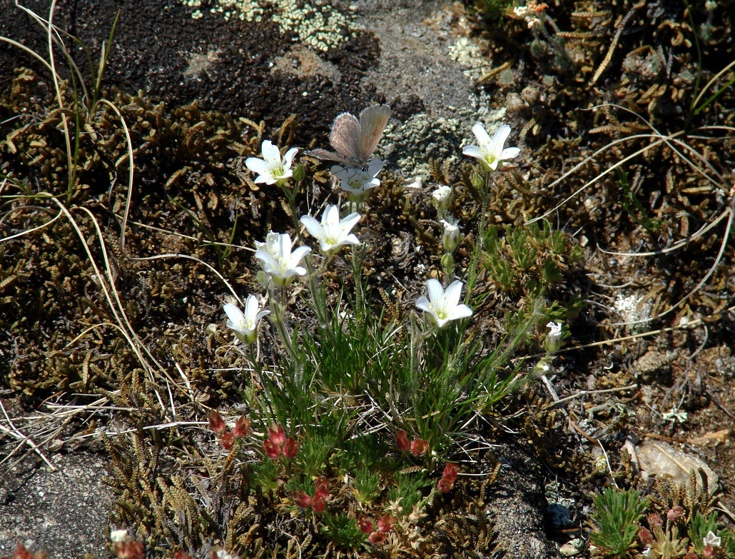 Image of Eremogone meyeri specimen.