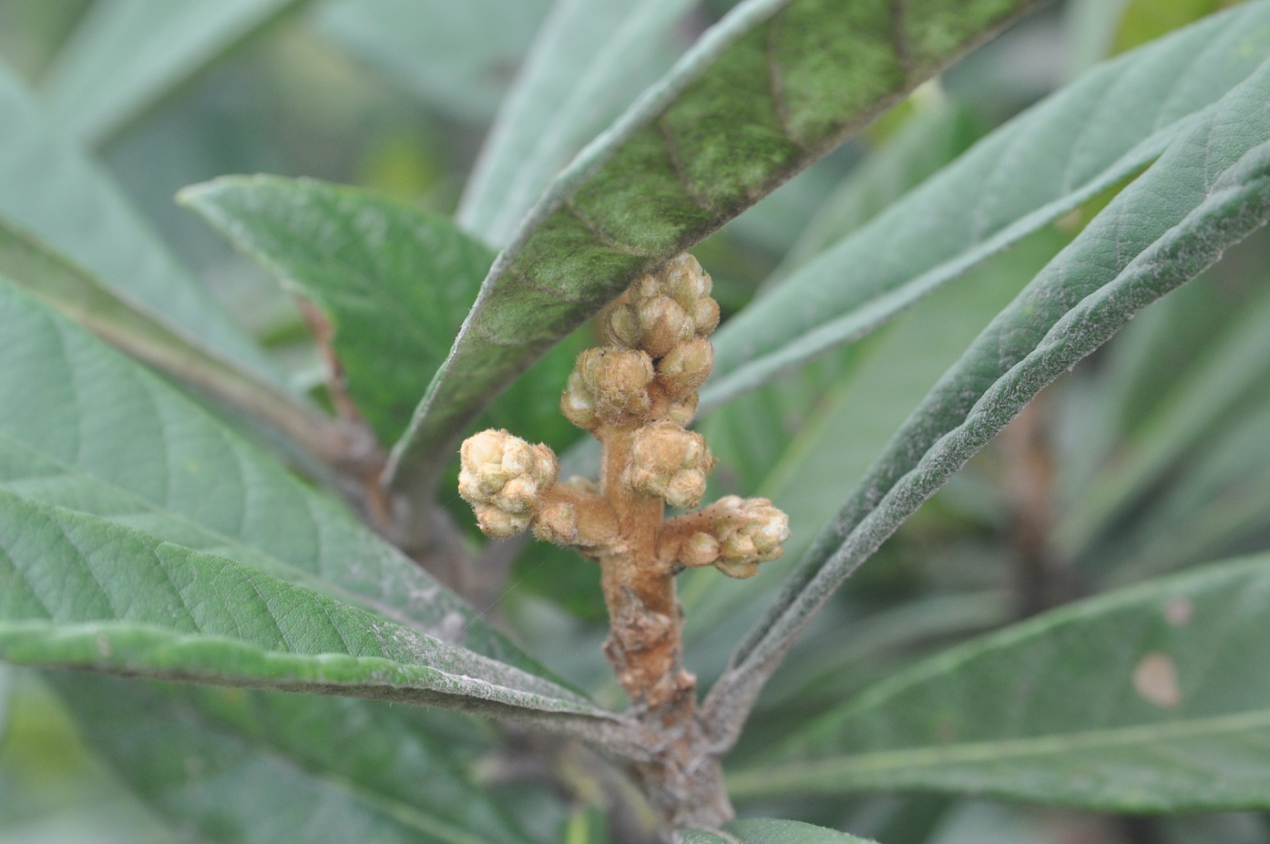 Image of Eriobotrya japonica specimen.